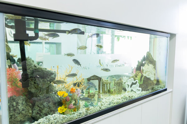 アクアリウムの仕切り